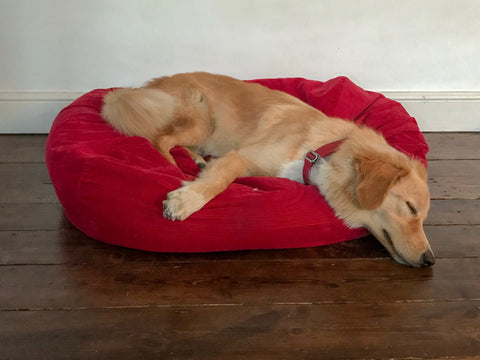 comfy red dog bed