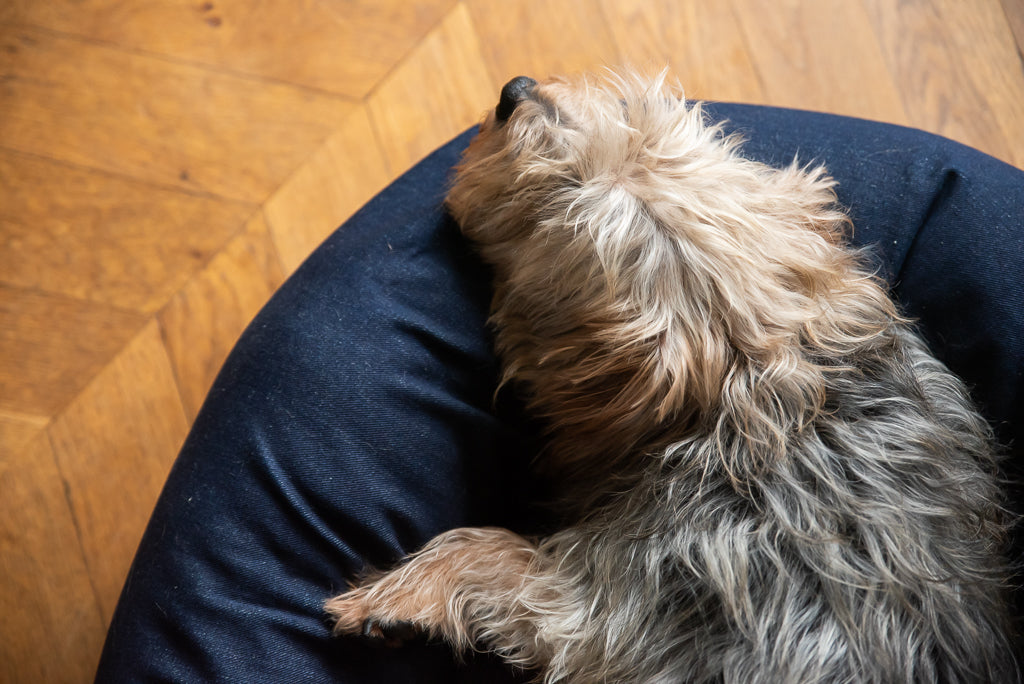 denim bed for dog