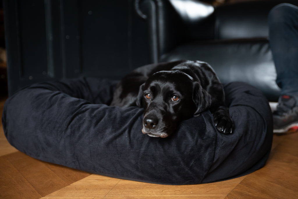 dog bed for black lab