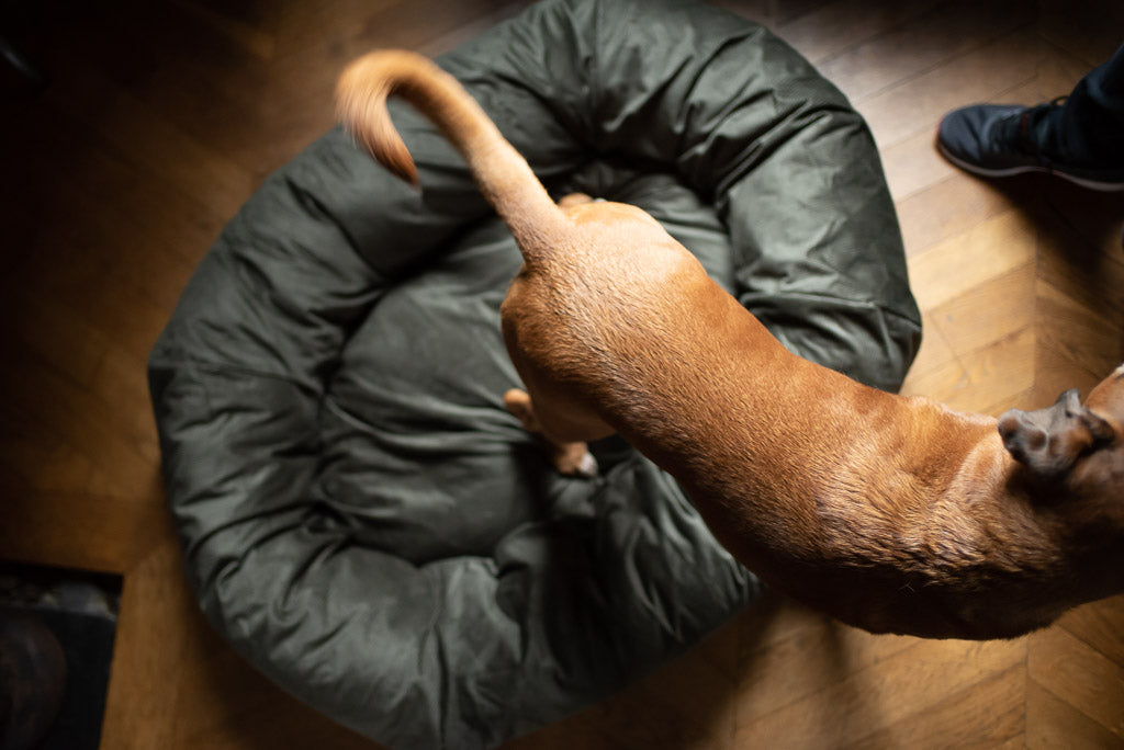 durable dog bed