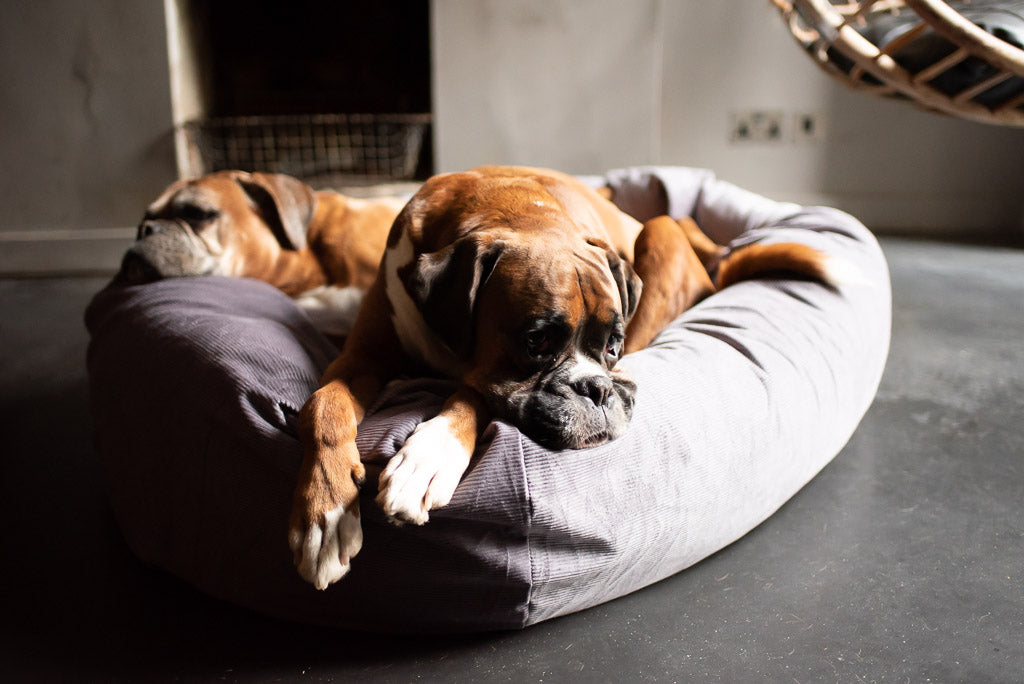 extra large dog bed