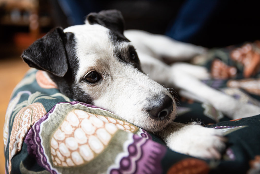 floral dog bed