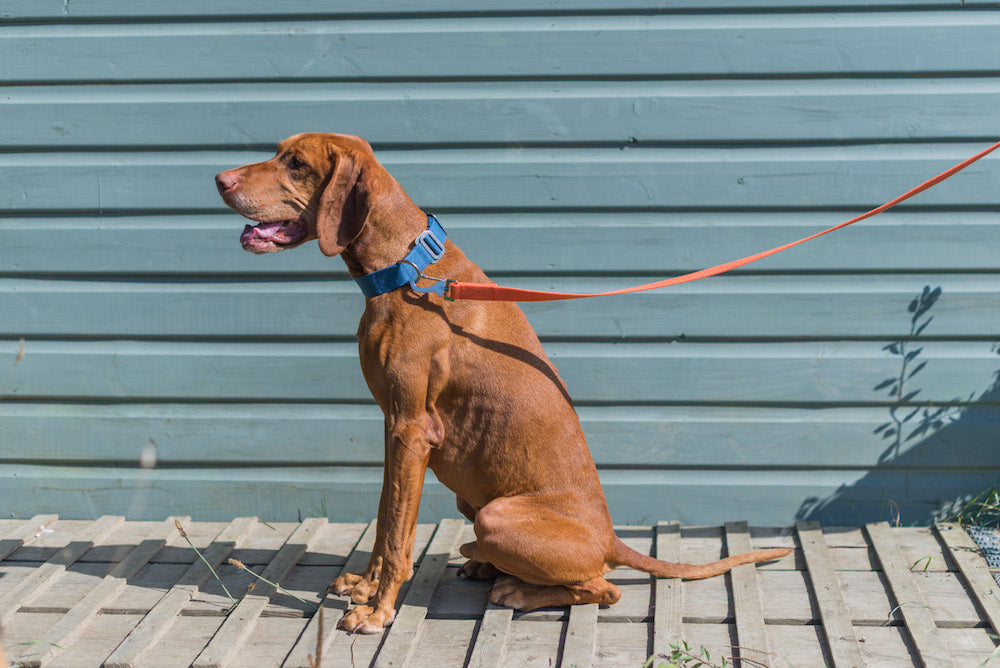 good collar and lead for vizsla