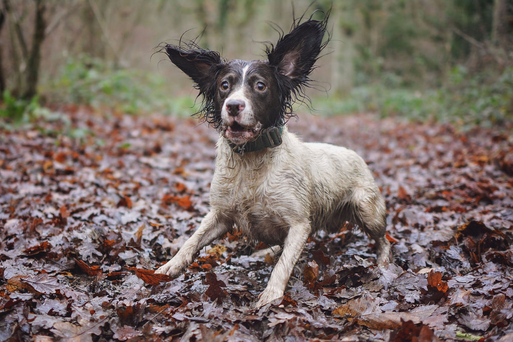 green collar for active dog