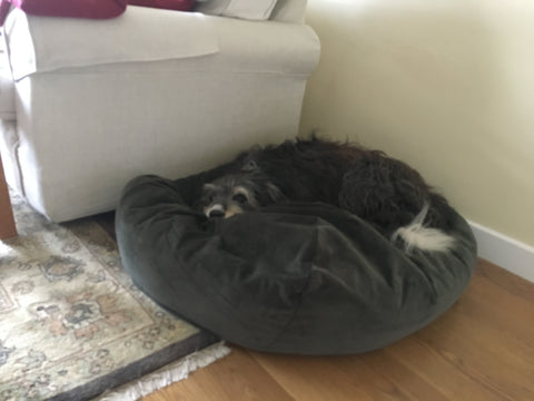 green dog bed