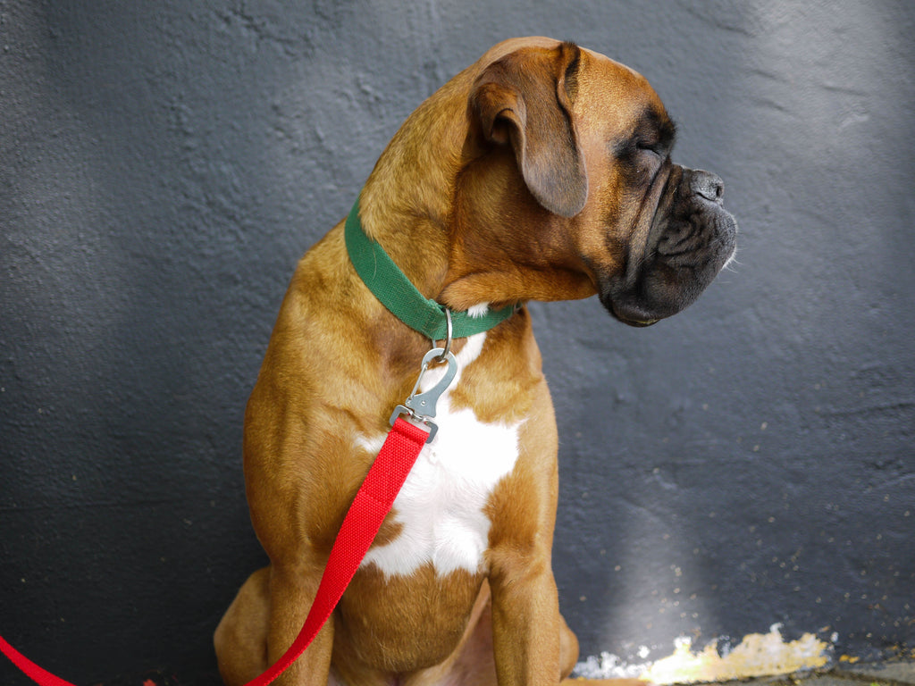 green dog collar and red lead