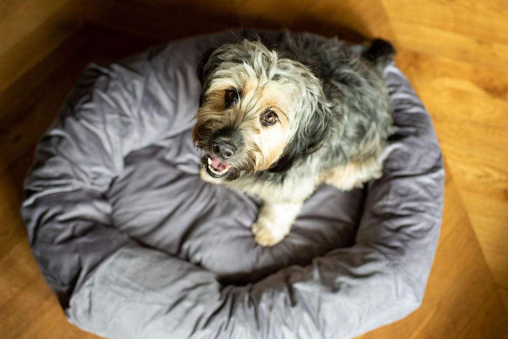 gre dog bed for cockapoo