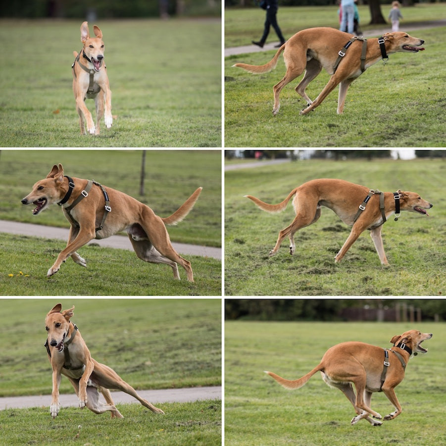 comfy harness that allows dog to run