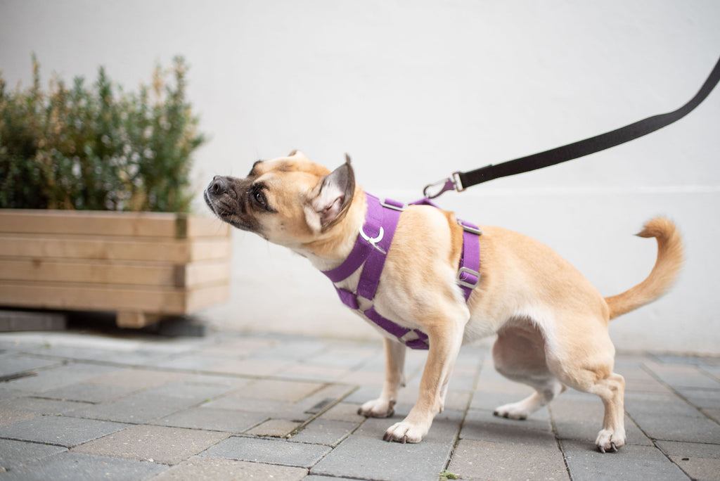 harness for a dog