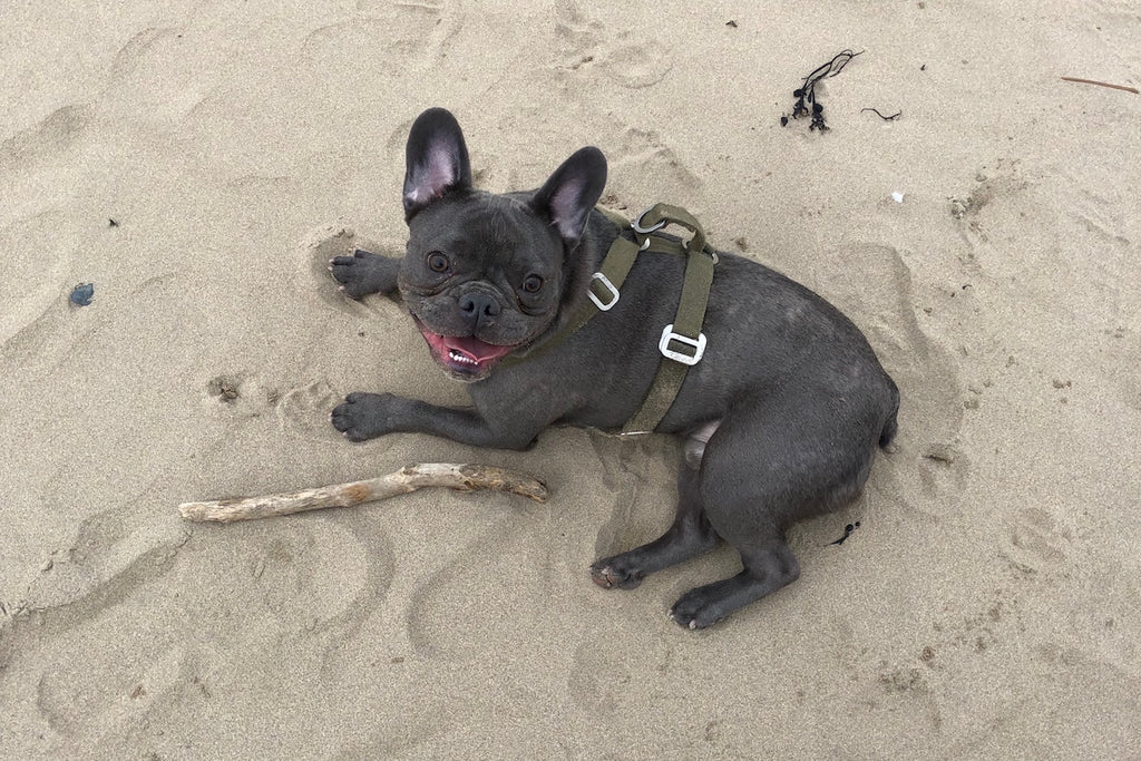 harness for a frenchie