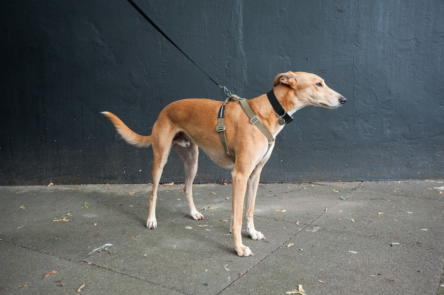 adjustable harness for a lurcher type