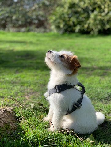 harness for a puppy