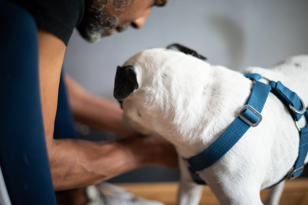 harness for a terrier