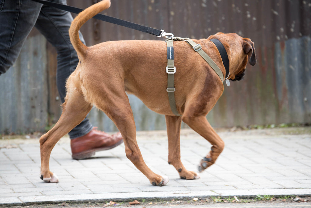 harness for big dog