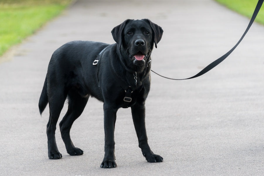 harness for black lab