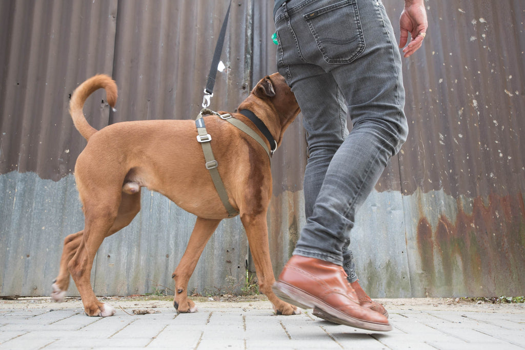 harness for a strong dog