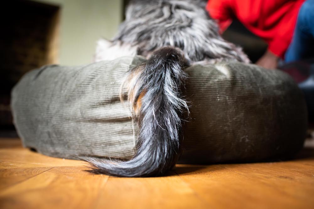 hindquarters dog bed