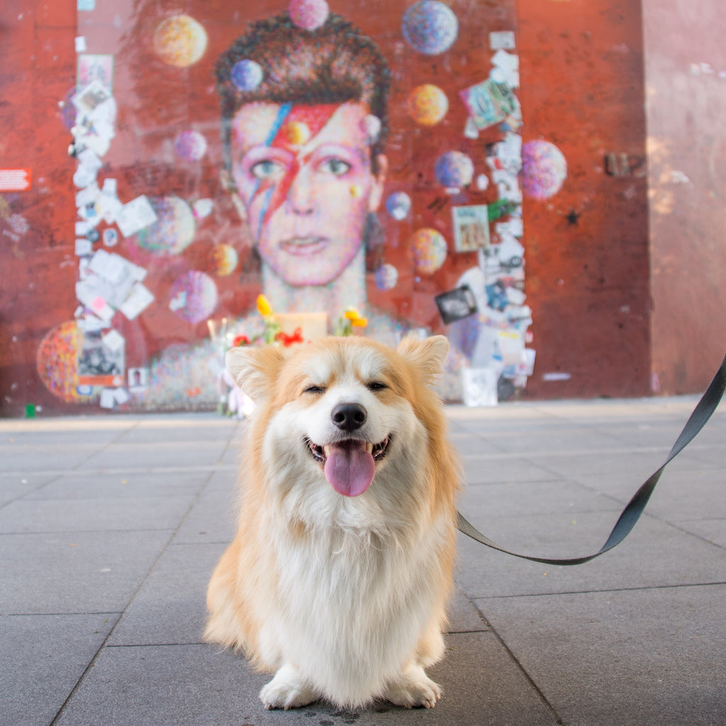 marcel le corgi and david bowie