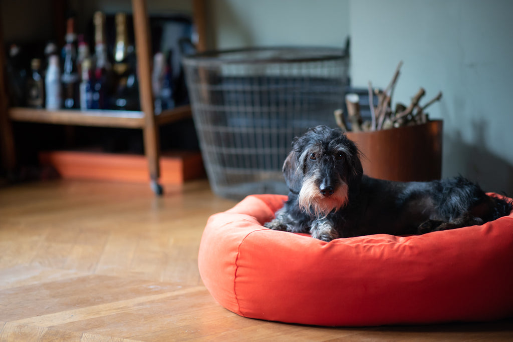 orange bed for small dog