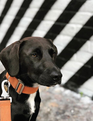 orange collar for a cockerjack