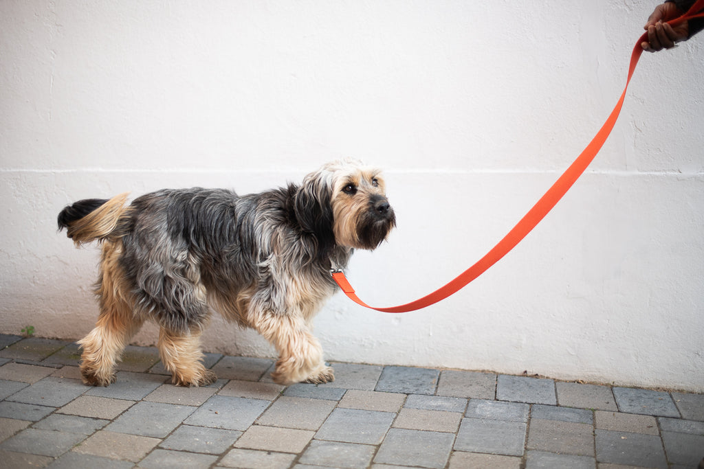 orange dog lead