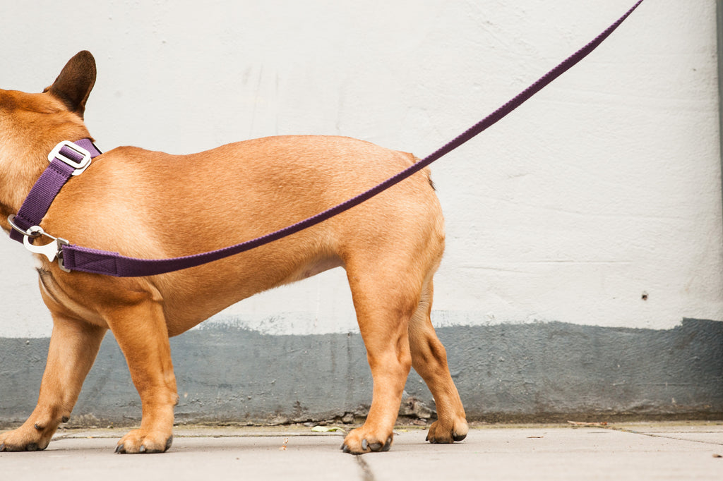 purple dog collar and lead for a frenchie