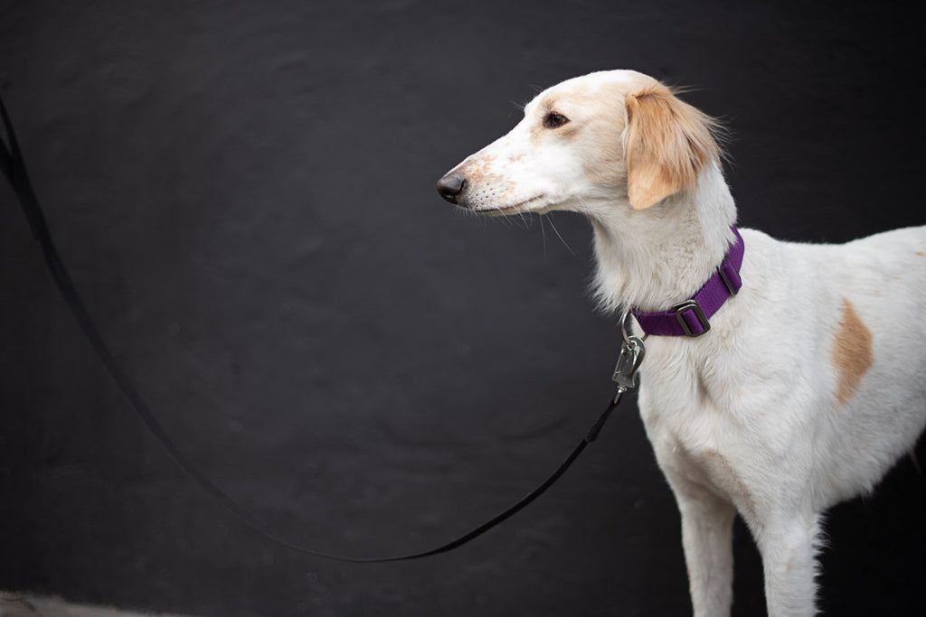 purple dog collar for a saluki