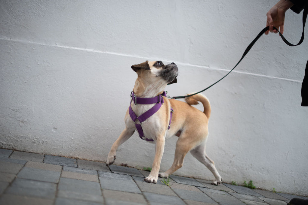 purple harness for a puggle