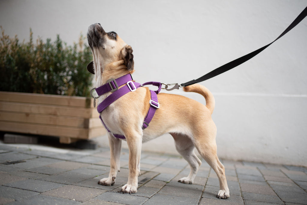 purple harness for a small dog