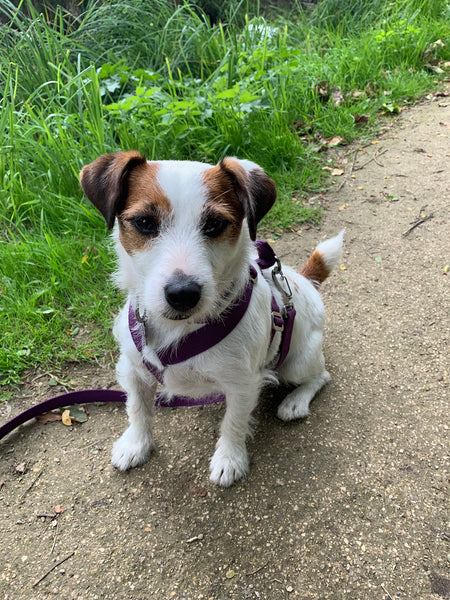 purple harness for terrier