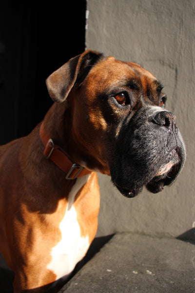 red boxer dog