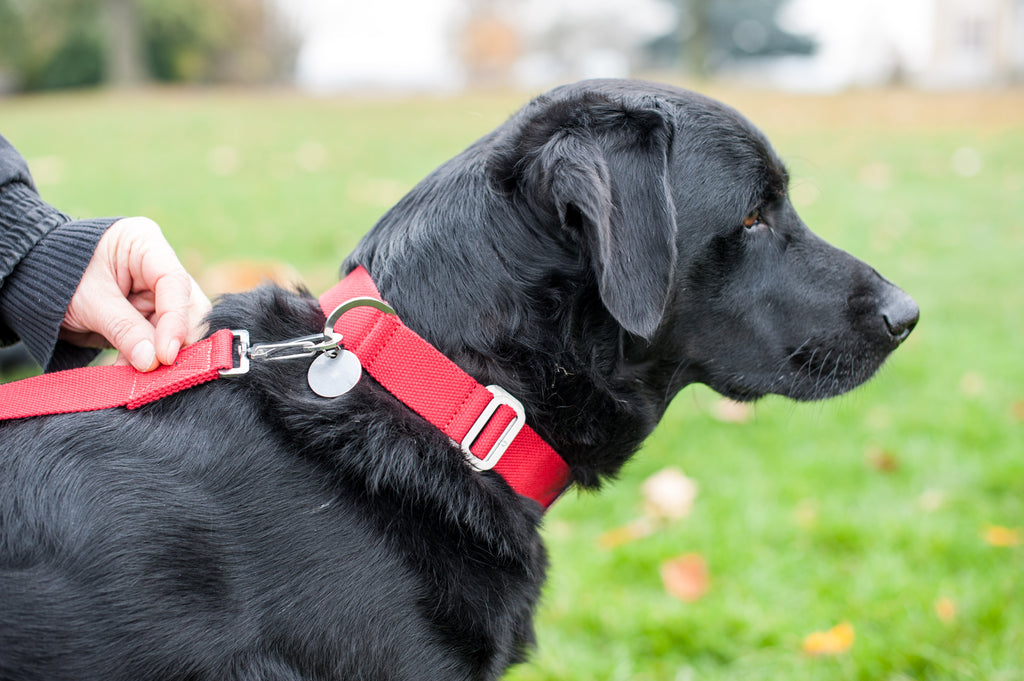 red collar and lead