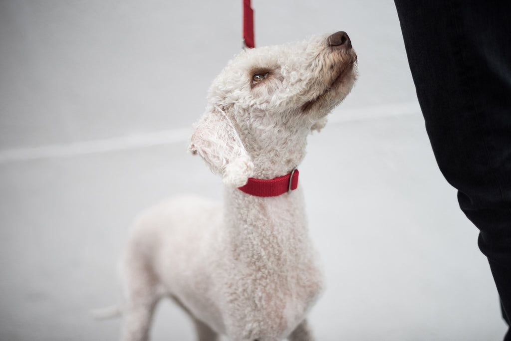 red collar for a bedlington