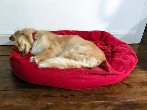 red dog bed