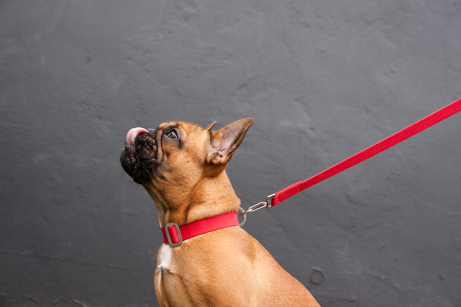 red dog collar and lead for a french bulldog