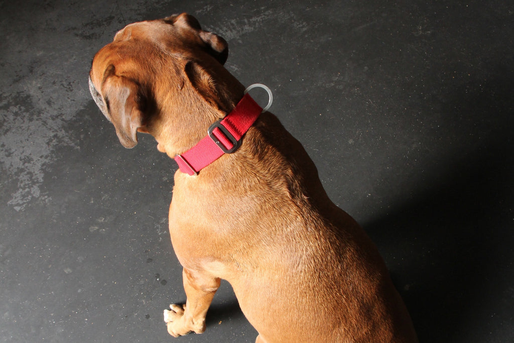 red collar on boxer