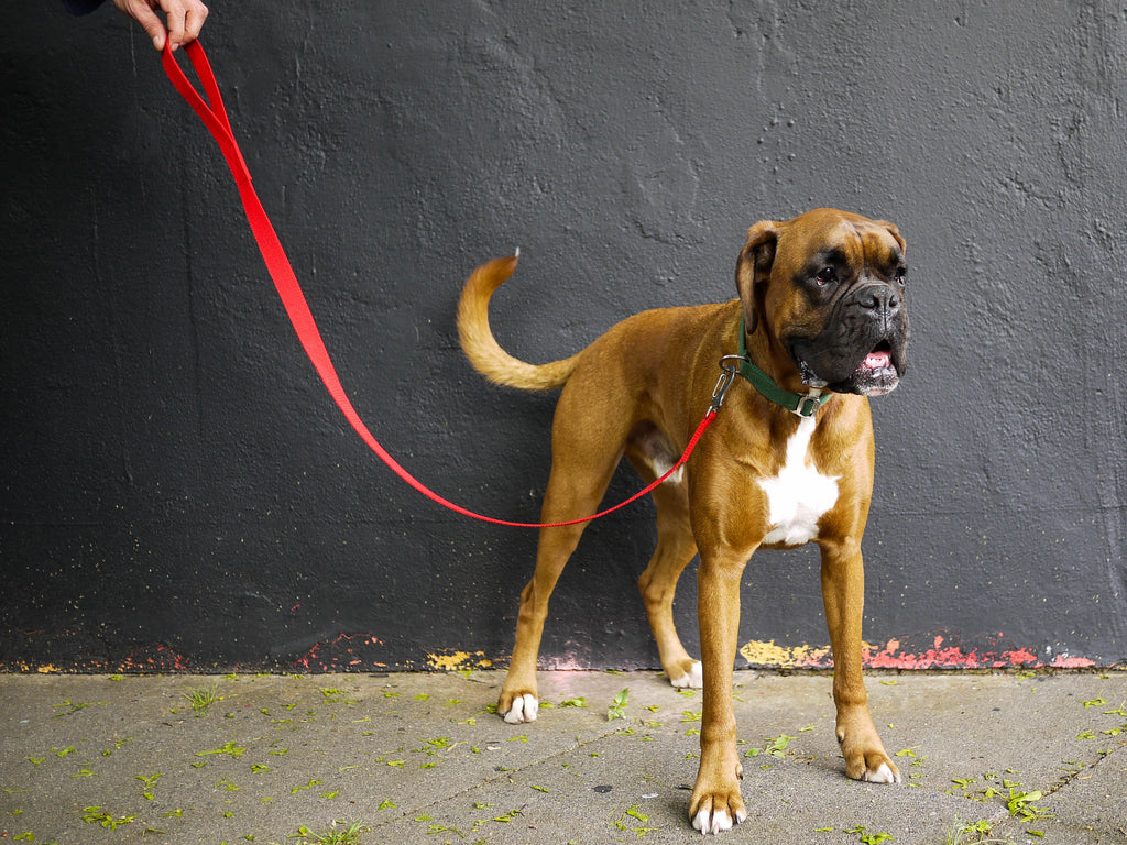 red lead and green collar