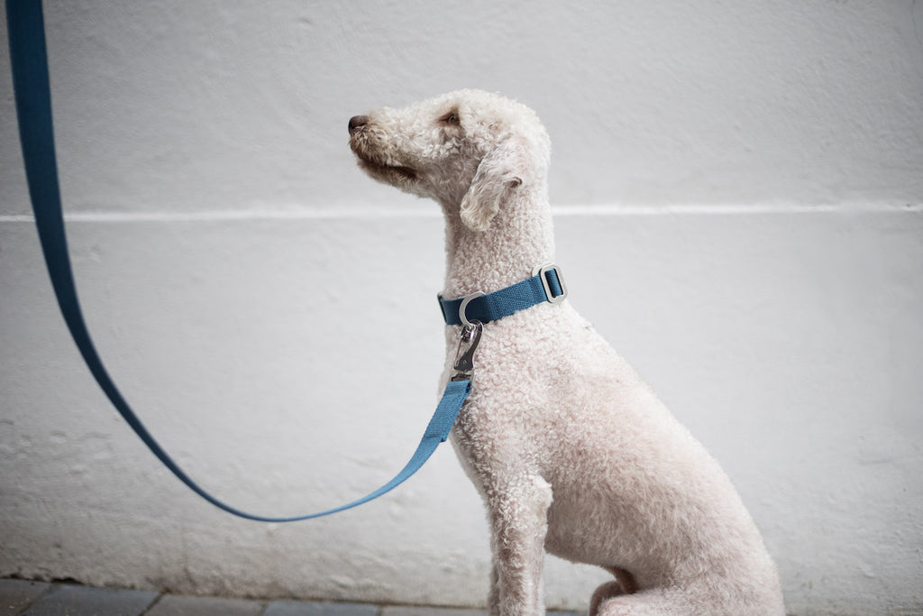 blue dog collar and lead