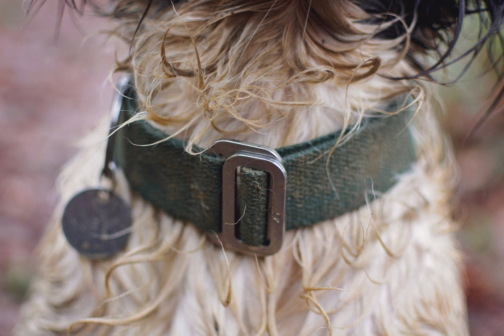 washable green dog collar