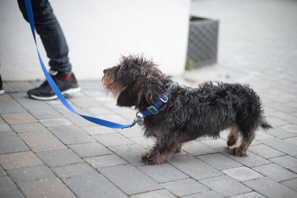 blue dog collar and lead