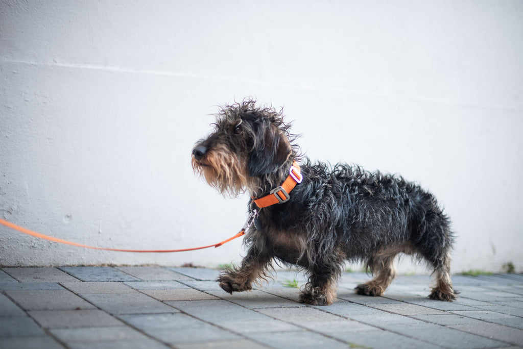 orange dog collar and lead