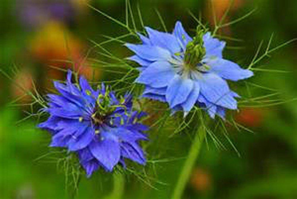 Love in A Mist Blue CSNCH 100 Seeds
