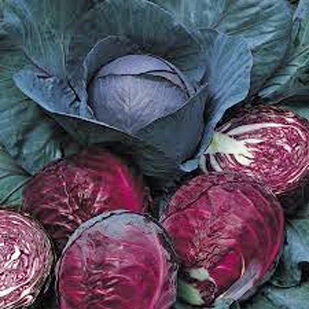 Red Express Purple/Red Cabbage Seeds