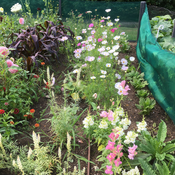 Puriri Lane Cutting Garden