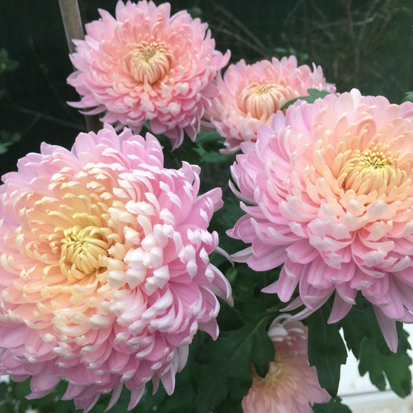 Puriri Lane | Chrysanthemum | Pink Chiffon