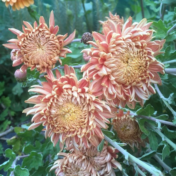 Puriri Lane | Chrysanthemum | Peach