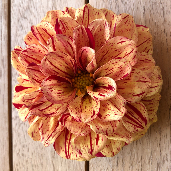 Puriri Lane | Dahlias