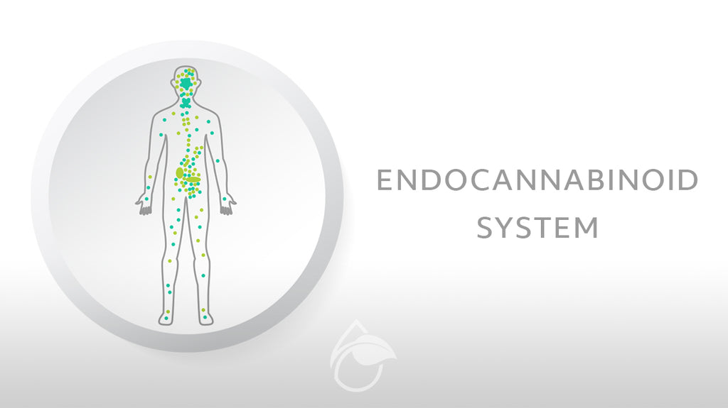 Background of the Endocannabinoid System