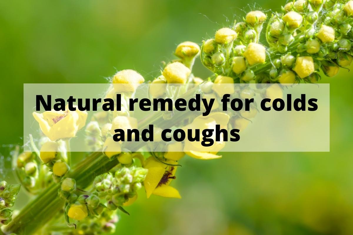 Mullein Benefits: Natural remedy for colds and coughs
