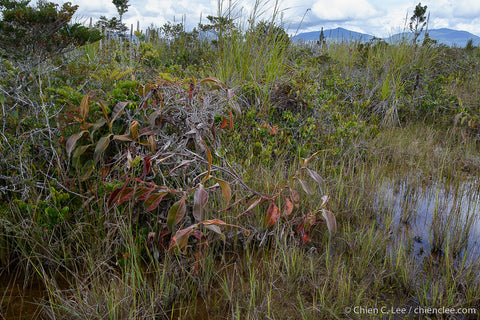 Nepenthes klossii habitat, photo used with permission from Chi'en Lee